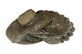 Wide, Enrolled Eldredgeops Trilobite Fossil - Ohio #188889-4